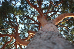 Pinus densiflora @kitanomaru park