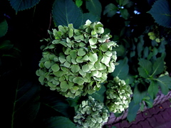 hydrangea infected Phytoplasma