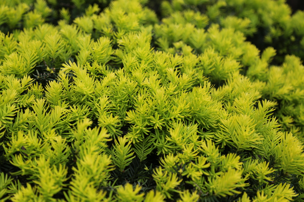 Taxus cuspidata var. nana