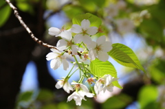 cherry blossom @yasukuni shrine