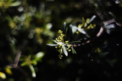 olive "Nevadi lo Blanco"