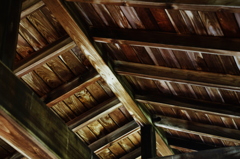 grain of wood @kitanomaru park