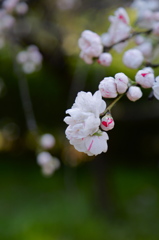 chimera 'Genpei momo'  @kinuta park