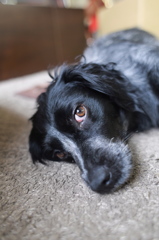 cutie 'hunting dog' merry