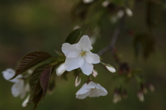 'Shōwazakura' in the shade @kinuta park