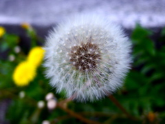 dandelion