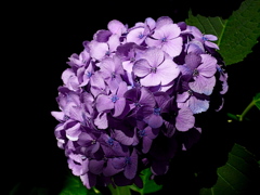 purple hydrangea