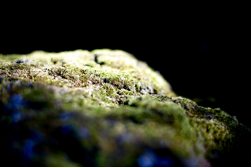 moss on a rock @ yasukuni Shrine
