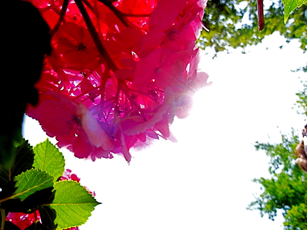 backside of red hydrangea