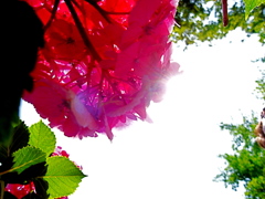 backside of red hydrangea