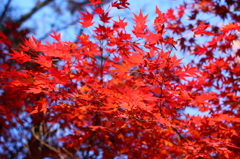 Colored leaves