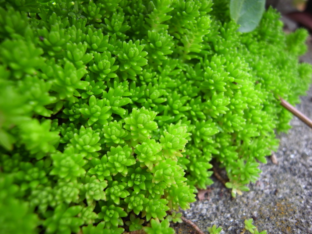 moss plant