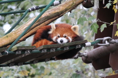 旭山動物園