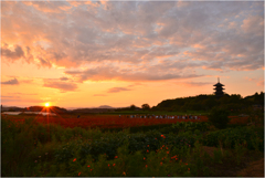 赤米と夕日