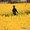 菜の花畑を駆け抜けて