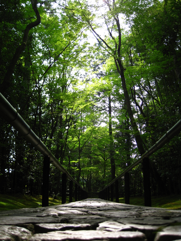 高桐院　参道