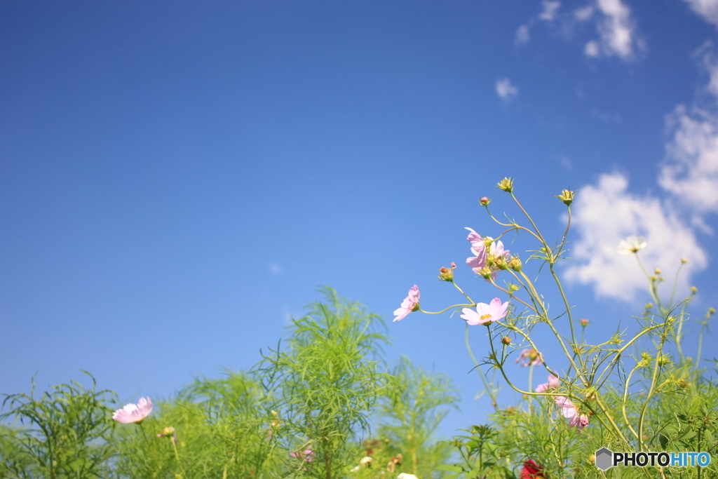 秋桜