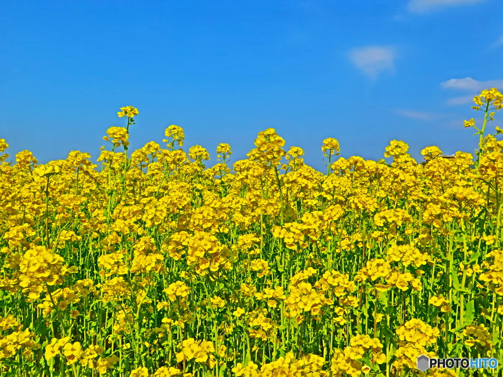 青空と菜の花