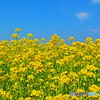 青空と菜の花