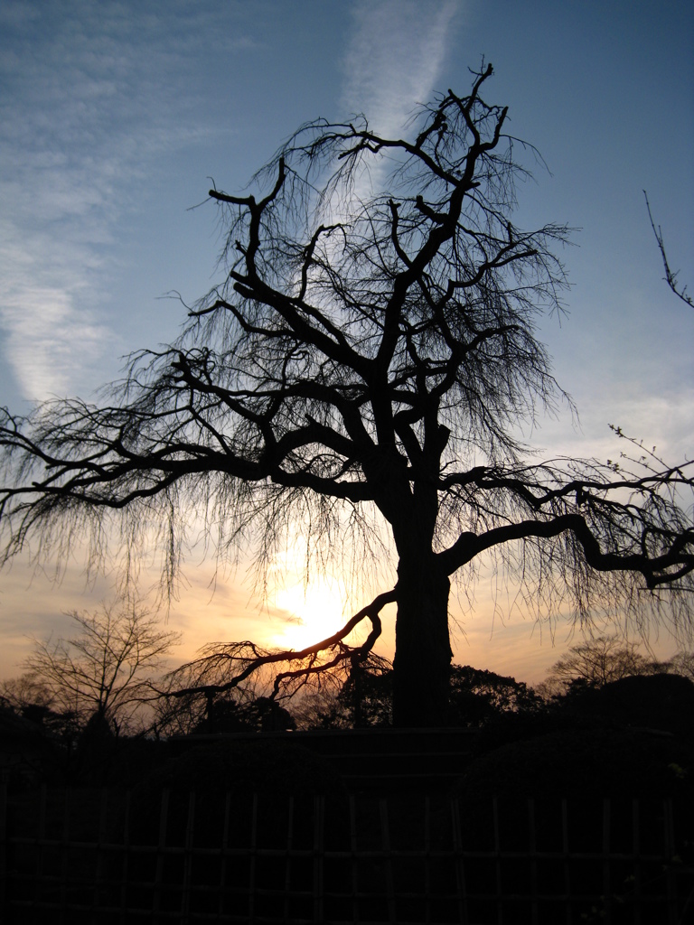 夕暮れ時の枝垂れ桜　春の訪れを静かに待つ