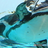 ペンギンの遊泳