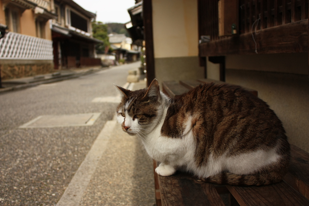 軒先の猫