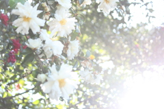 冬の花