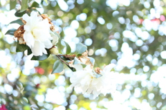 冬の花