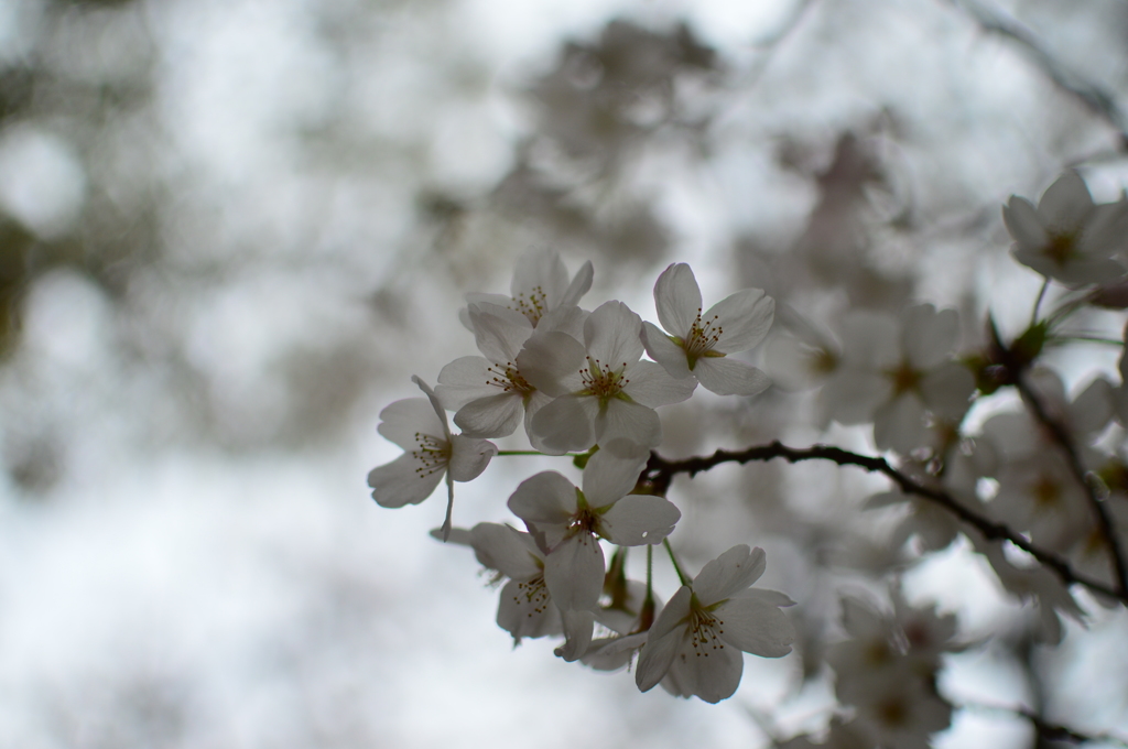 桜