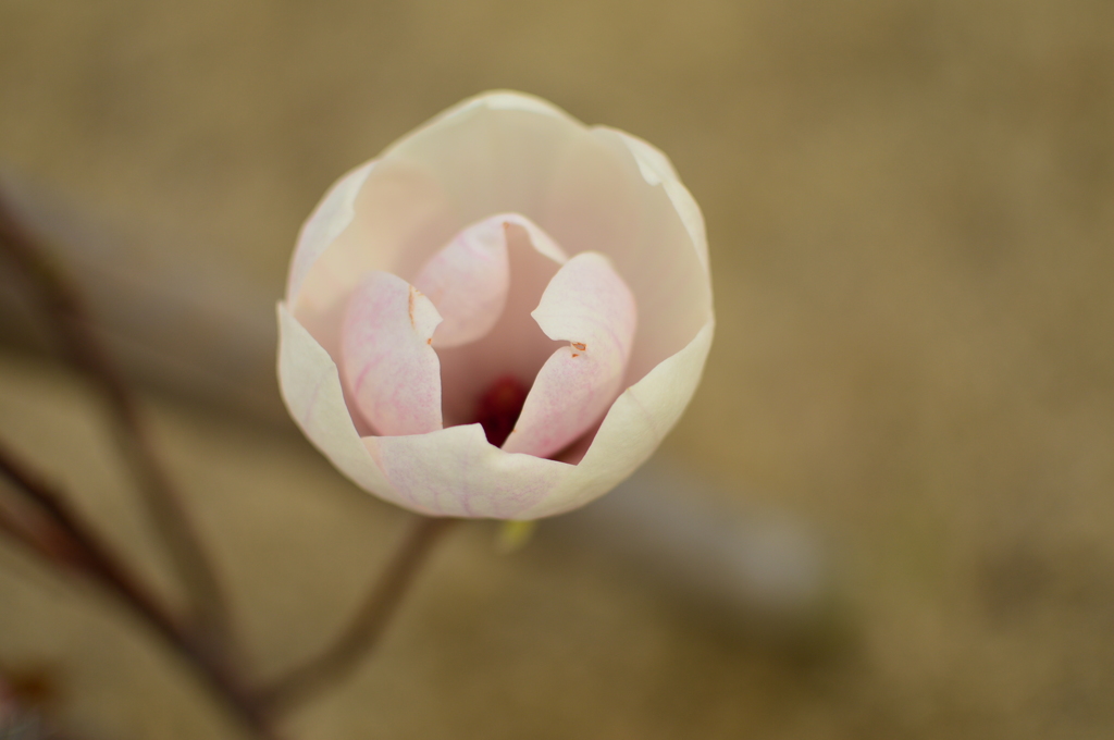 春の花