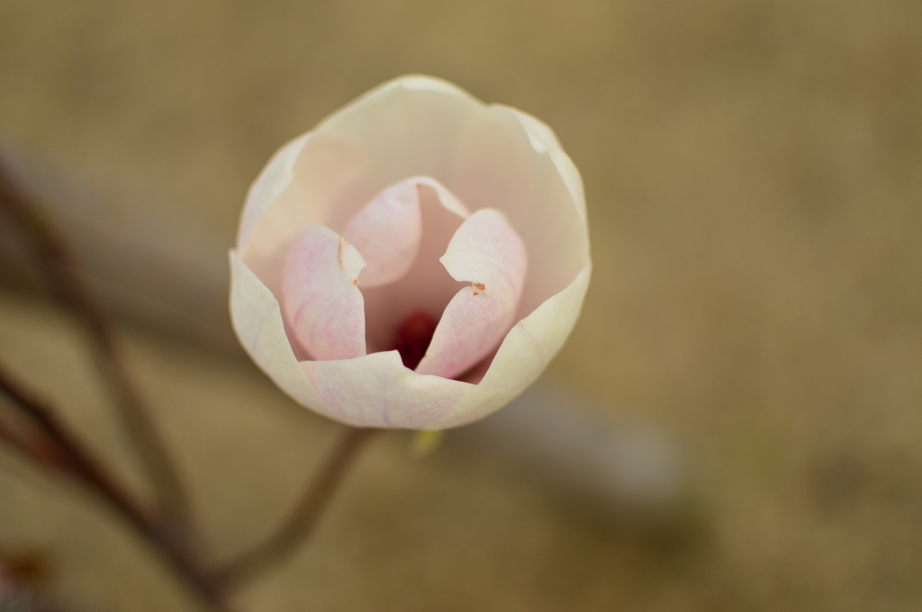 春の花