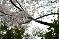 春-桜-