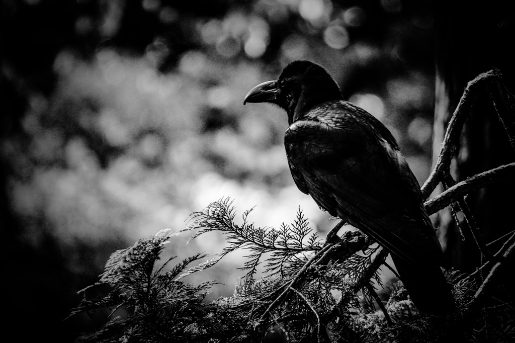 Black bird