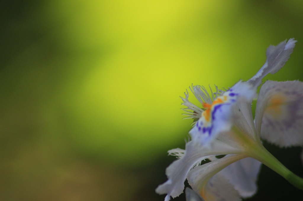 胡蝶花