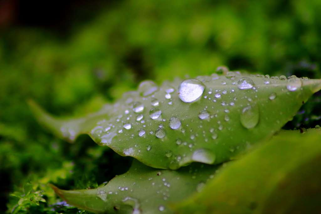 raindrops