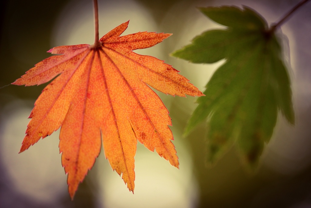 秋の色くらべ