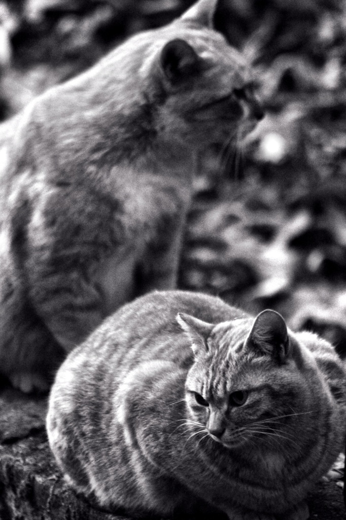 family