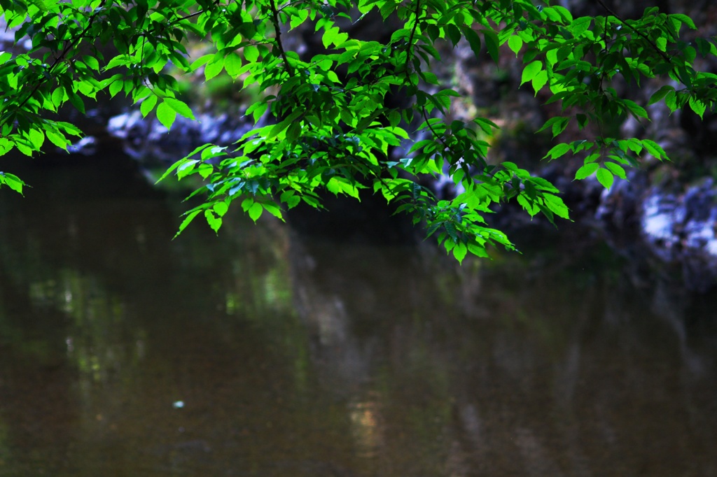 Fresh green