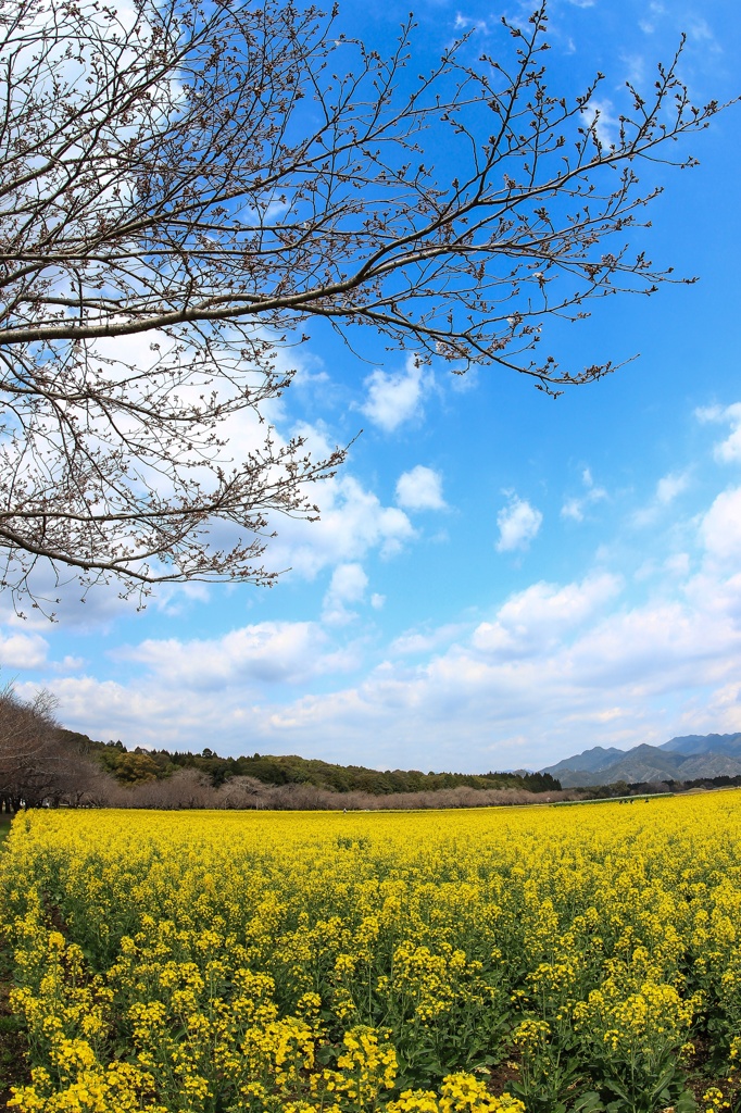 菜花は咲いたか桜はまだかいな…