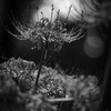 雨の巾着田７