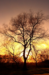 夕燃の木