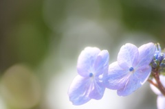 梅雨の花