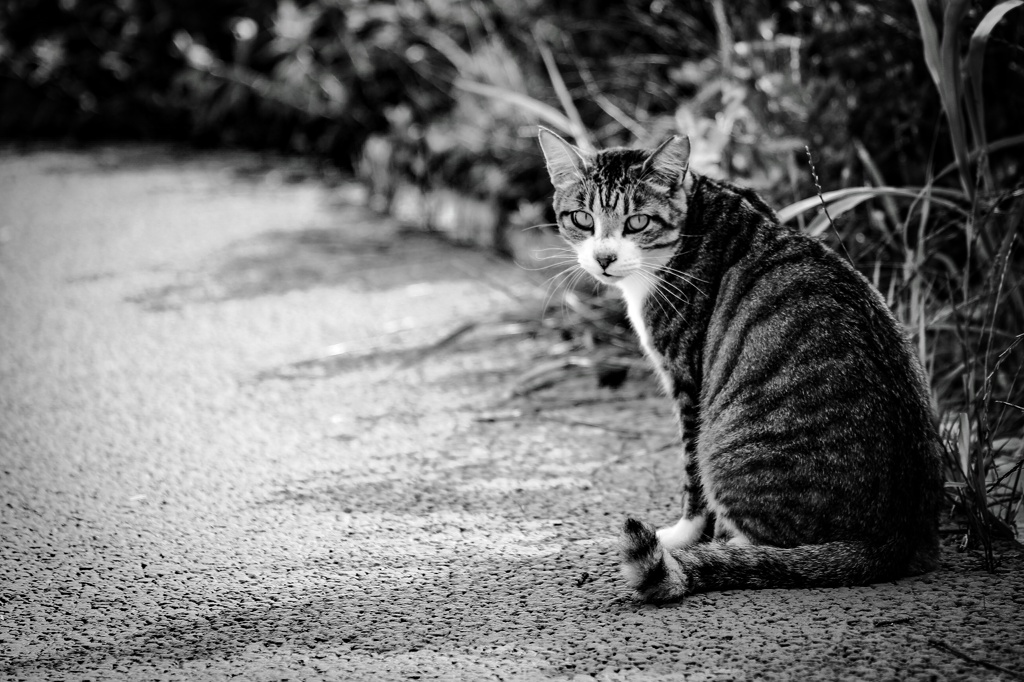 Monochrome cat ⑴