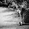 Monochrome cat ⑴