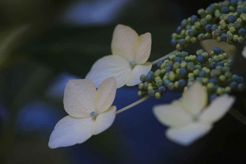 額紫陽花 少しアンダーで