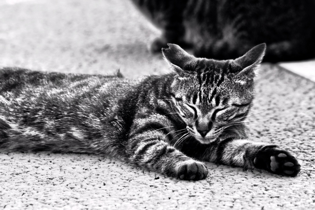Wild cat（Ⅱ）