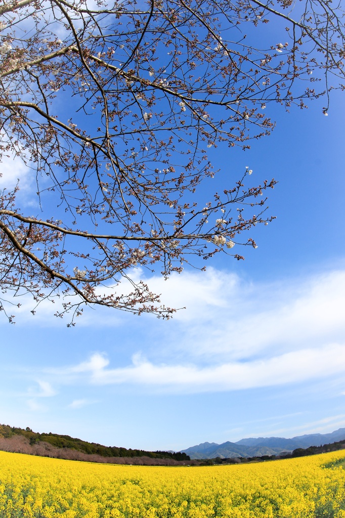 菜花は咲いたが桜はまだでした…