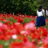 初夏の風