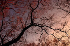 夕映え