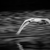 Fly Pass